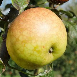 malus domestica guillevic